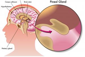 pineal gland
